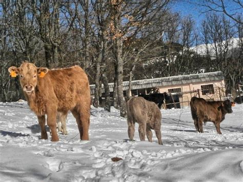 Los Mágicos Bosques De Cercedilla