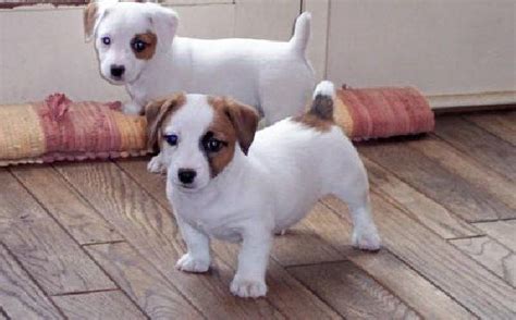 Two Shorty Jack Russell Terrier Puppies Images Honden Hondjes