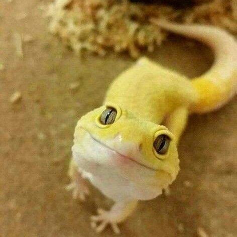 happy cute gecko : r/reptiles