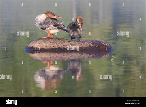 female common merganser and baby Stock Photo - Alamy