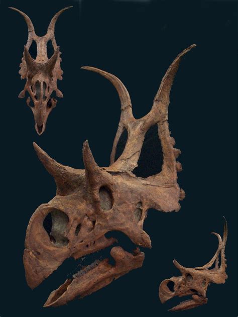 Diabloceratops Skull Replica with base | DINOSAURS ROCK SUPERSTORE ...