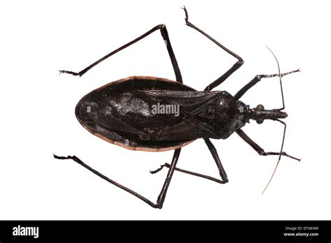 Dipetalogaster maxima, triatomine bug Stock Photo - Alamy