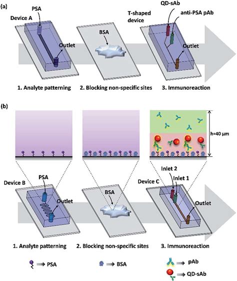 A Schematic Representation Of The Experimental Protocol A Lateral