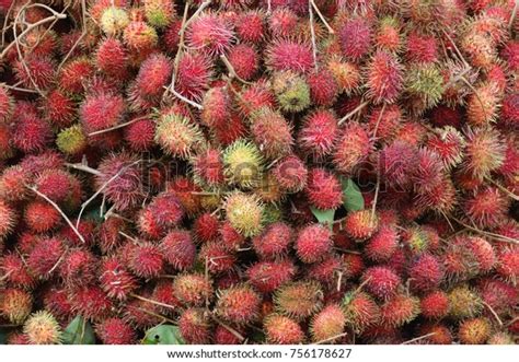 Rambutan Malaysian Seasonal Fruits Stock Photo 756178627 Shutterstock