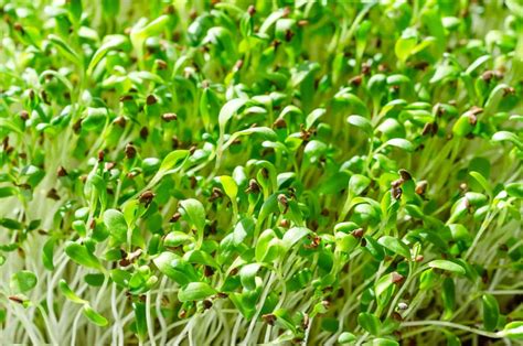 How To Grow Alfalfa Microgreens From Seed A Step By Step Seed Germination Guide