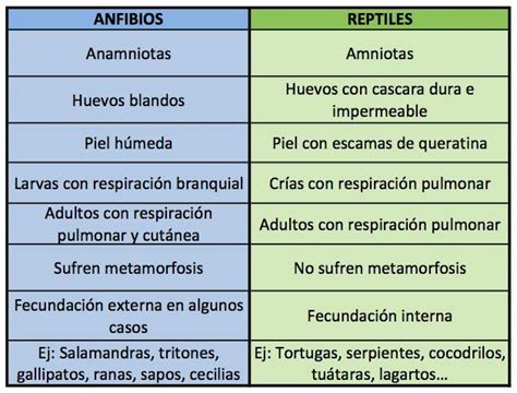 Cuadro Comparativo De Peces Reptiles Aves Y Mamiferos Diferencias Y