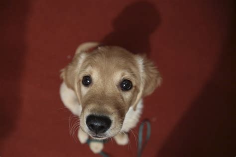 Robert Ménard Sapprête à Ficher Ladn Des Chiens Pour Lutter Contre