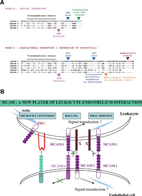 Figure From Dual Role Of Melanoma Cell Adhesion Molecule Mcam