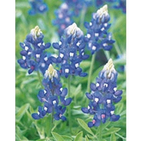 種 ルピナステキセンシス ブルーボネット ルピナスブルーボンネット Lupinus texensisYahoo フリマ旧