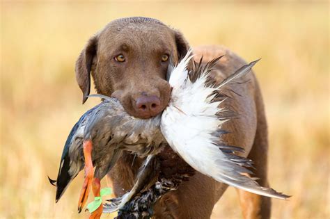 Las Mejores Razas De Perros De Caza De Patos Con Im Genes