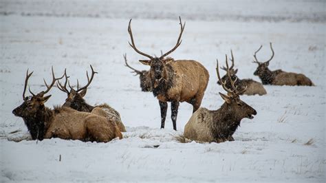 Philippe Jeanty - Wyoming, Elk