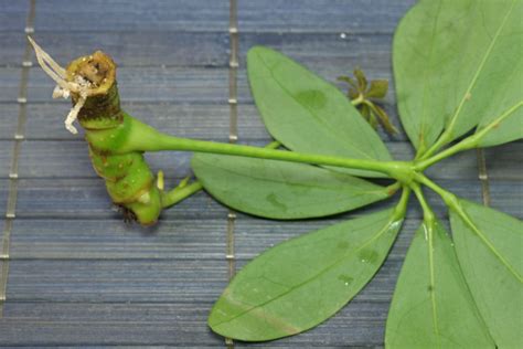 How To Grow Schefflera Arboricola From Cuttings Artofit