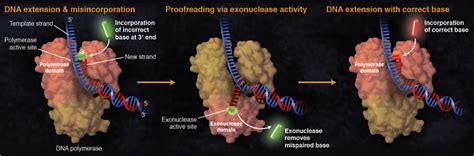 Polymerase Fidelity What Is It And What Does It Mean For Your Pcr Neb