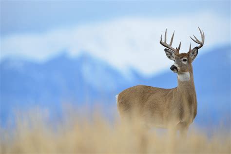 Wild Montana – Uniting and mobilizing communities to keep Montana wild