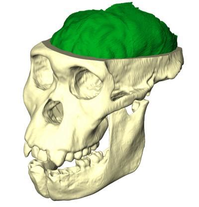 Australopithecus sediba - Online Biology Dictionary