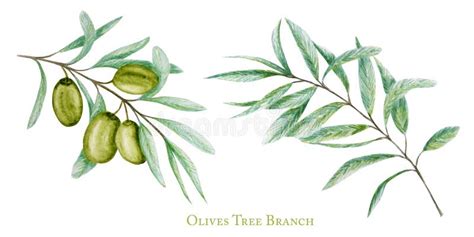 Watercolor Green Olive Tree Branch Leaves Fruits Set Realistic Olives