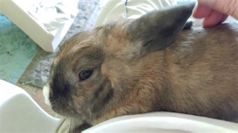 Thumper Rabbit Getting An Ear Massage Youtube