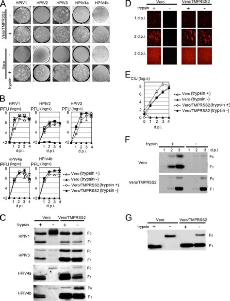 Proteolytic Activation Of Hpivs And Sev By Tmprss2 A Plaque Download Scientific Diagram