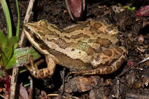 Boreal Chorus Frog - Sierra Club BC