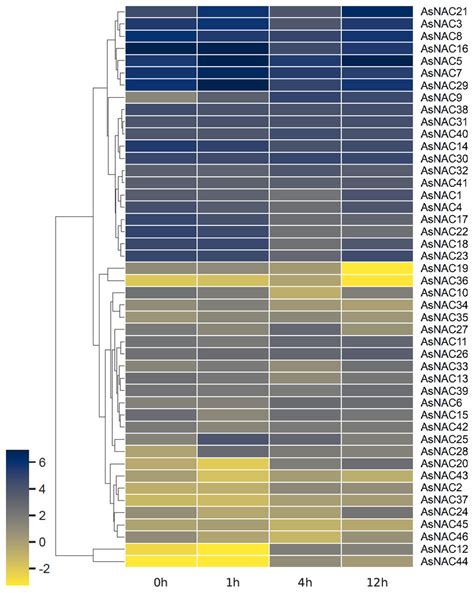 Transcriptome Wide Identification Of NAC No Apical Meristem