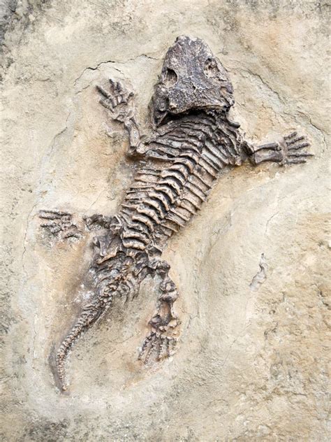 Fossil Seymouria stock image. Image of creation, nature - 60250879