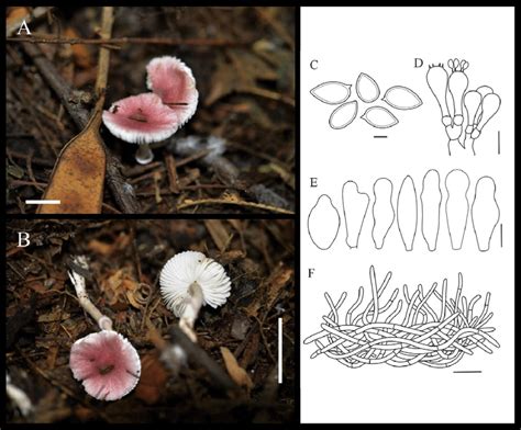 Basidiomata And Microscopic Structures Of Leucoagaricus Rubrotinctus