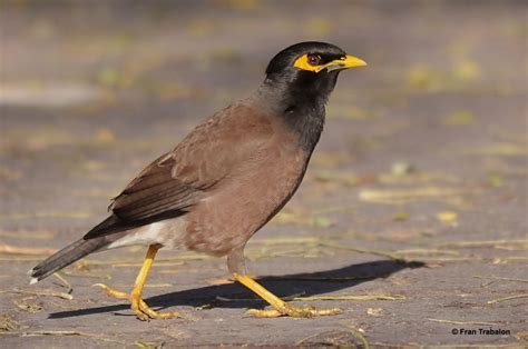 Common Myna