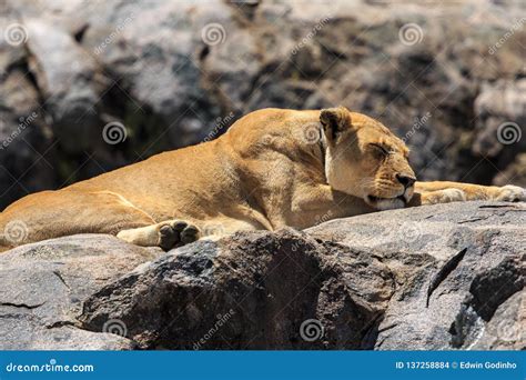 Two Radio Collared Tigers Or A Mating Pair In Beautiful Green Trees And Background At Sariska