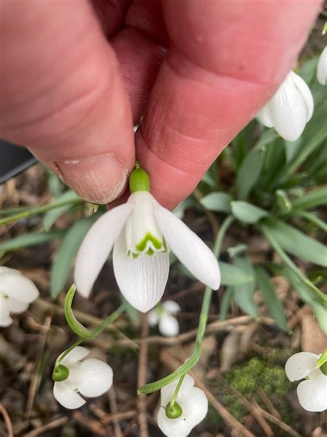 Galanthus Sarnott — The Botanic Nursery And Gardens