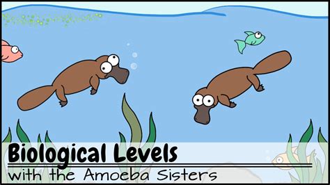 Amoeba Sisters Ecological Relationships Worksheet