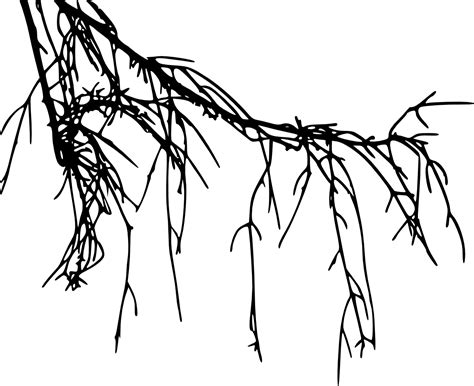 Tree Root Silhouette Root Png Clipart Full Size Clipart 858680