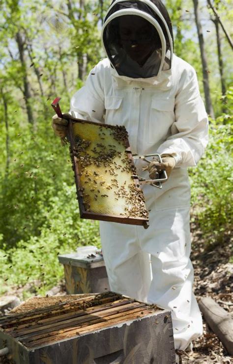 What does a Beekeeper do? (with pictures)