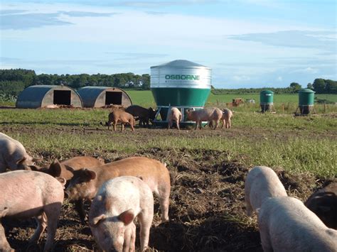 Homemade Outdoor Hog Feeders Homemade Ftempo