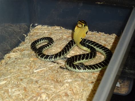 King Cobra ( Malaysian)- captive bred baby - Strictly Reptiles