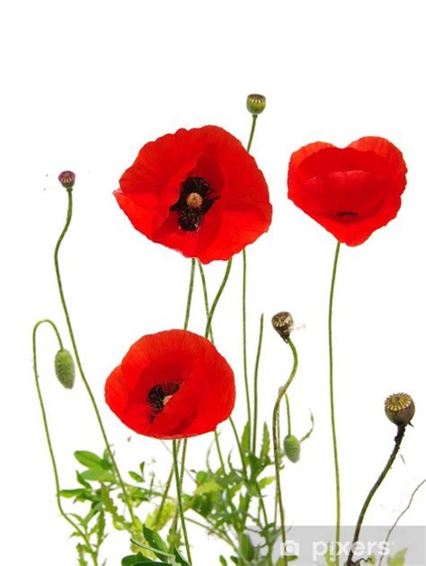 Papier Peint Coquelicots Rouges Sur Fond Blanc Pixers Fr