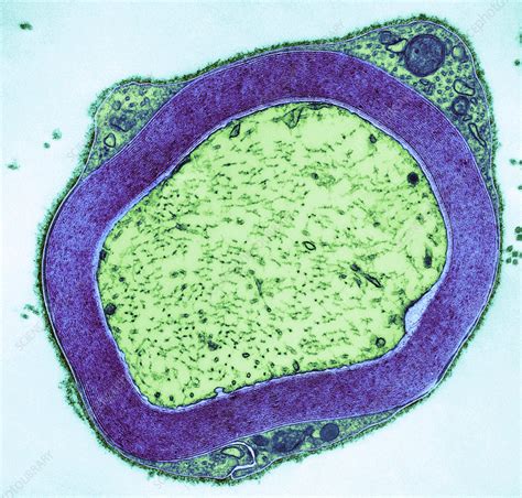 Myelinated Nerve Tem Stock Image P Science Photo Library