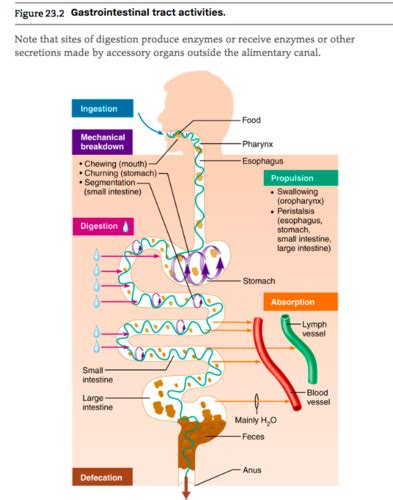 Administering Drugs By Enteral Route Flashcards Quizlet