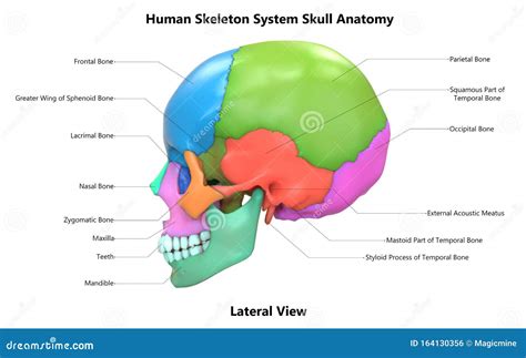 images  human skull anatomy bones   skull zkmpp