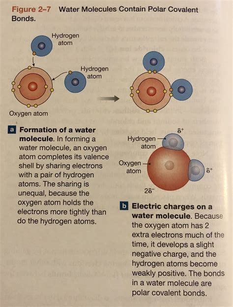 A&P Chap 2 Polar Covalent Bonds Diagram | Quizlet