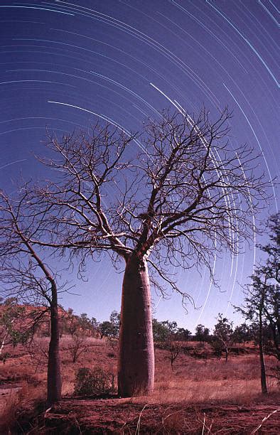 Baobab Tree Australia Stock Photos, Pictures & Royalty-Free Images - iStock