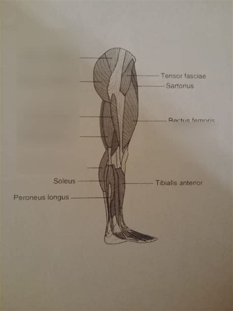 Leg Muscles 5 Diagram | Quizlet