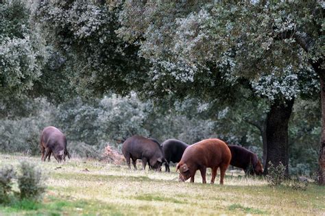 What is Iberico Pork: Everything You Need to Know about Iberico Pork f ...