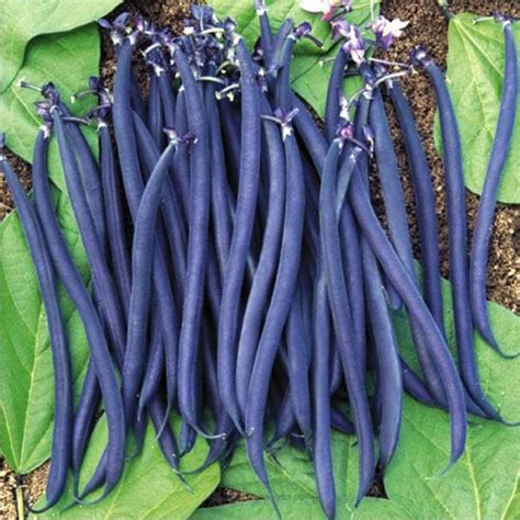 Bush Bean Dwarf Purple Queen View All Australian Seed