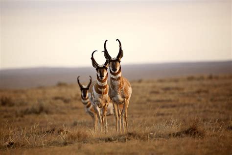 Three Male Pronghorn Antelopes In Alberta Photograph By Mark Duffy Pixels