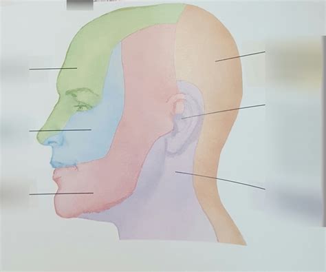 Cutaneous Nerves Of Head And Neck Diagram Quizlet