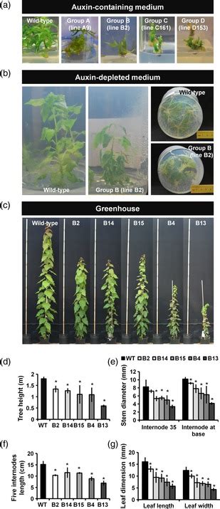 Phenotypic Characterization Of Transgenic Lines Expressing Download Scientific Diagram