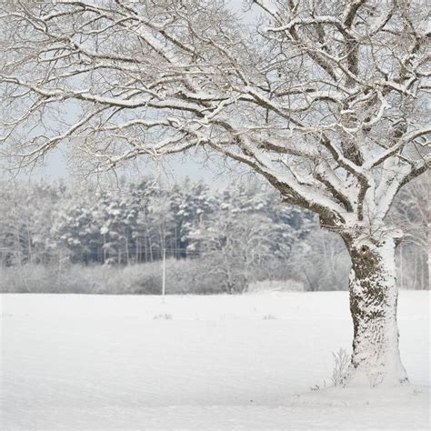 Les bienfaits insoupçonnés de la neige au jardin