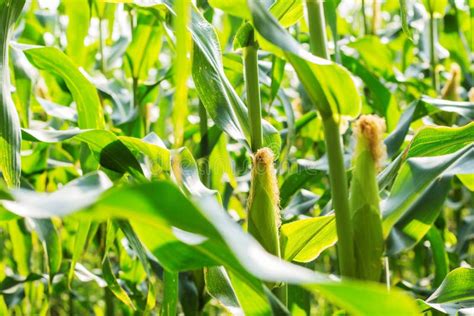 Young Corn On Plantation Stock Image Image Of Cornfield 112448983