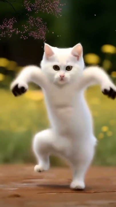 The Cute Cat Dancing Youtube