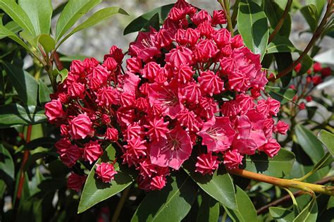 Raspberry Glow Mountain Laurel Kalmia Latifolia Raspberry Glow In